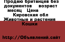 Продаю британцев,без документов))))возраст 1месяц › Цена ­ 2 000 - Кировская обл. Животные и растения » Кошки   